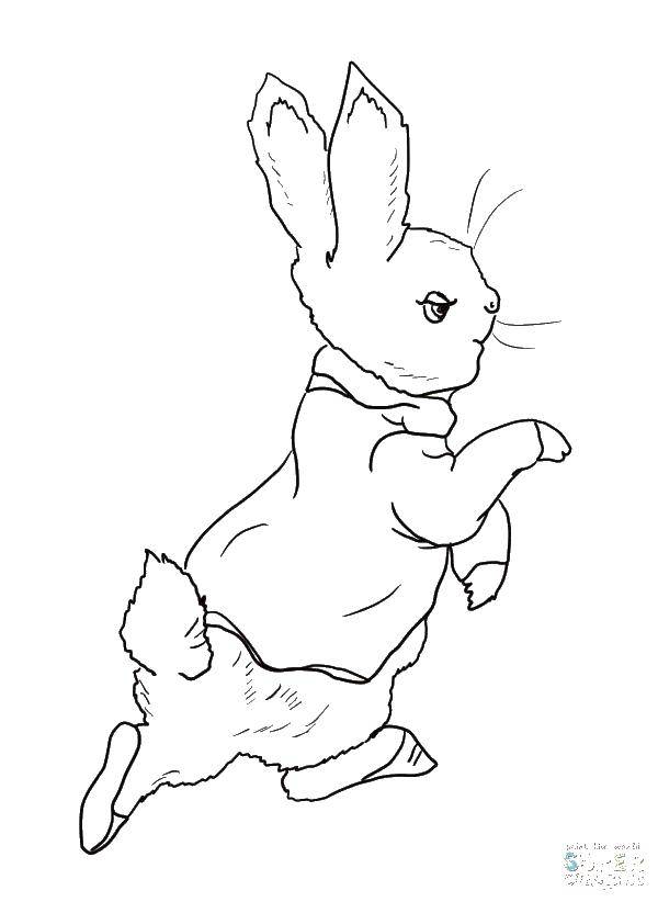 Название: Раскраска Милый зайчик. Категория: кролик. Теги: животные, зайчики, кролики.