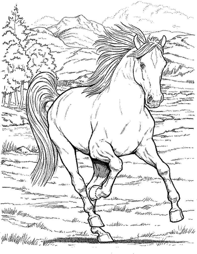 Название: Раскраска Мустанг. Категория: лошади. Теги: лошадь, жеребенок.