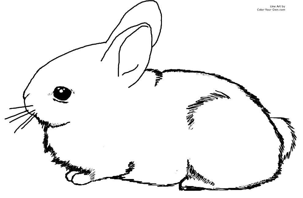 Название: Раскраска Пушистый кролик. Категория: кролик. Теги: животные, заяц, кролик.
