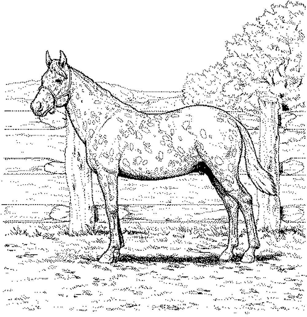 Название: Раскраска Пятнистая лошадка. Категория: лошади. Теги: Лошадь.