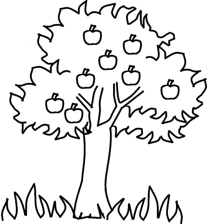 Название: Раскраска Яблоня. Категория: дерево. Теги: растения, яблоня, дерево.
