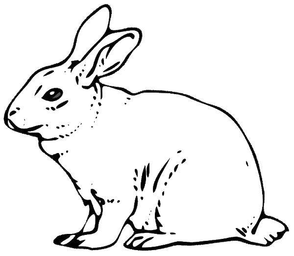 Название: Раскраска Заяц. Категория: кролик. Теги: животные, зайцы, кролики, звери.