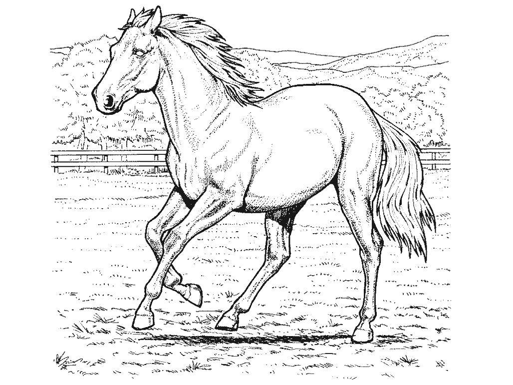 Coloring The stallion rides. Category horse. Tags:  Horse, stallion.