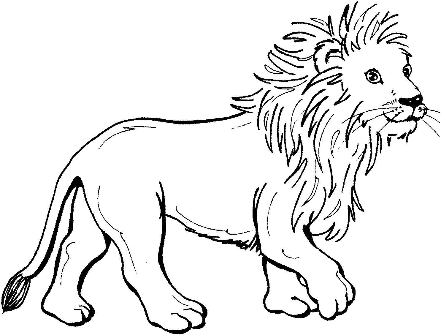 Розмальовки  Добрий лев. Завантажити розмальовку Тварини, лев.  Роздрукувати ,Тварини,