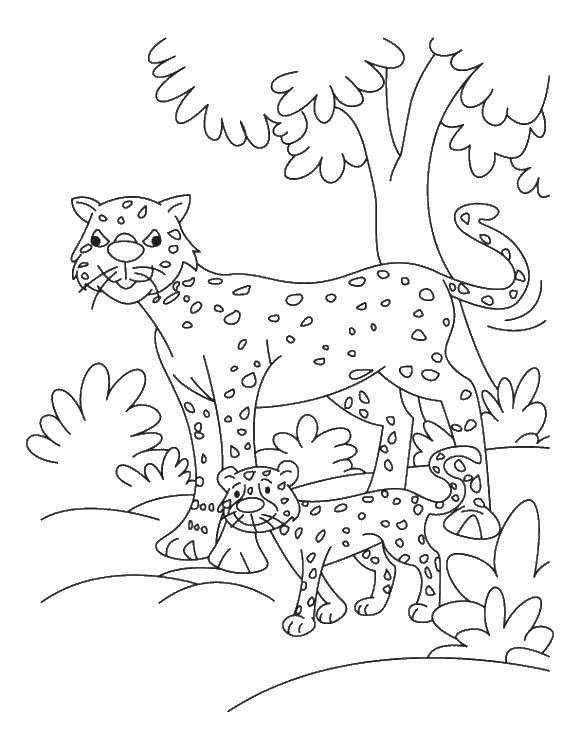 Розмальовки  Леопардик з мамою. Завантажити розмальовку Тварини, леопард.  Роздрукувати ,дитинчата тварин,