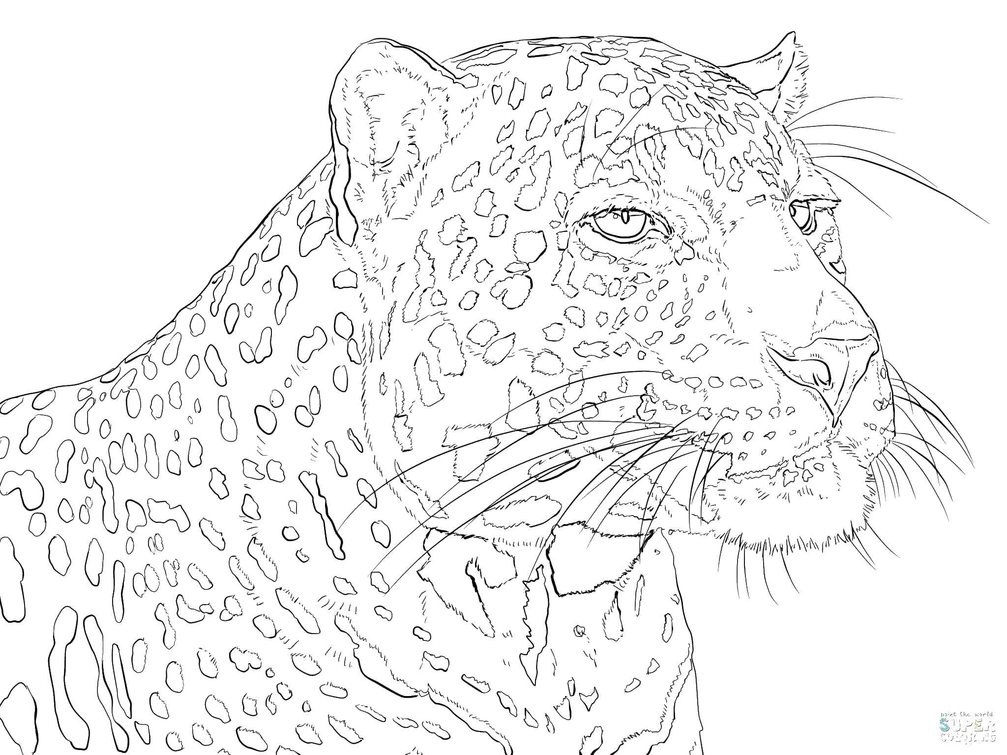Coloring Cheetah. Category Animals. Tags:  animals, cat family, Cheetah.