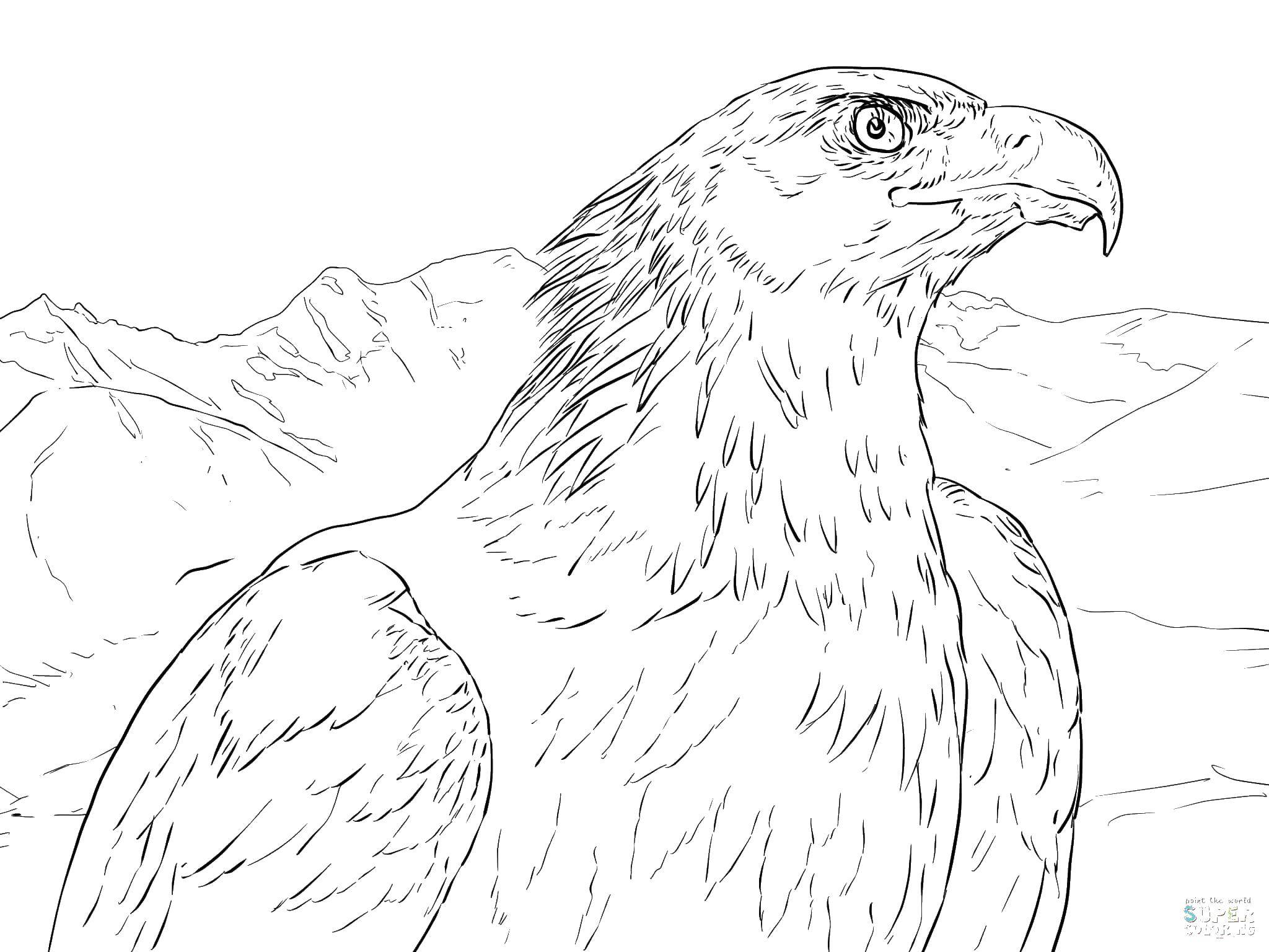 Название: Раскраска Горный орел. Категория: птицы. Теги: птицы, орлы.