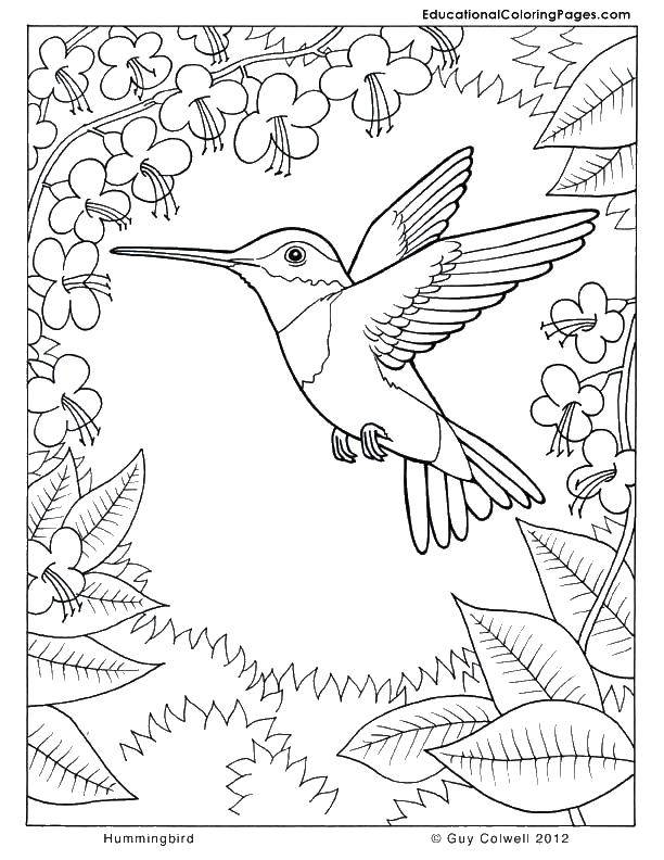 Coloring Hummingbirds in the forest. Category nature. Tags:  Birds.