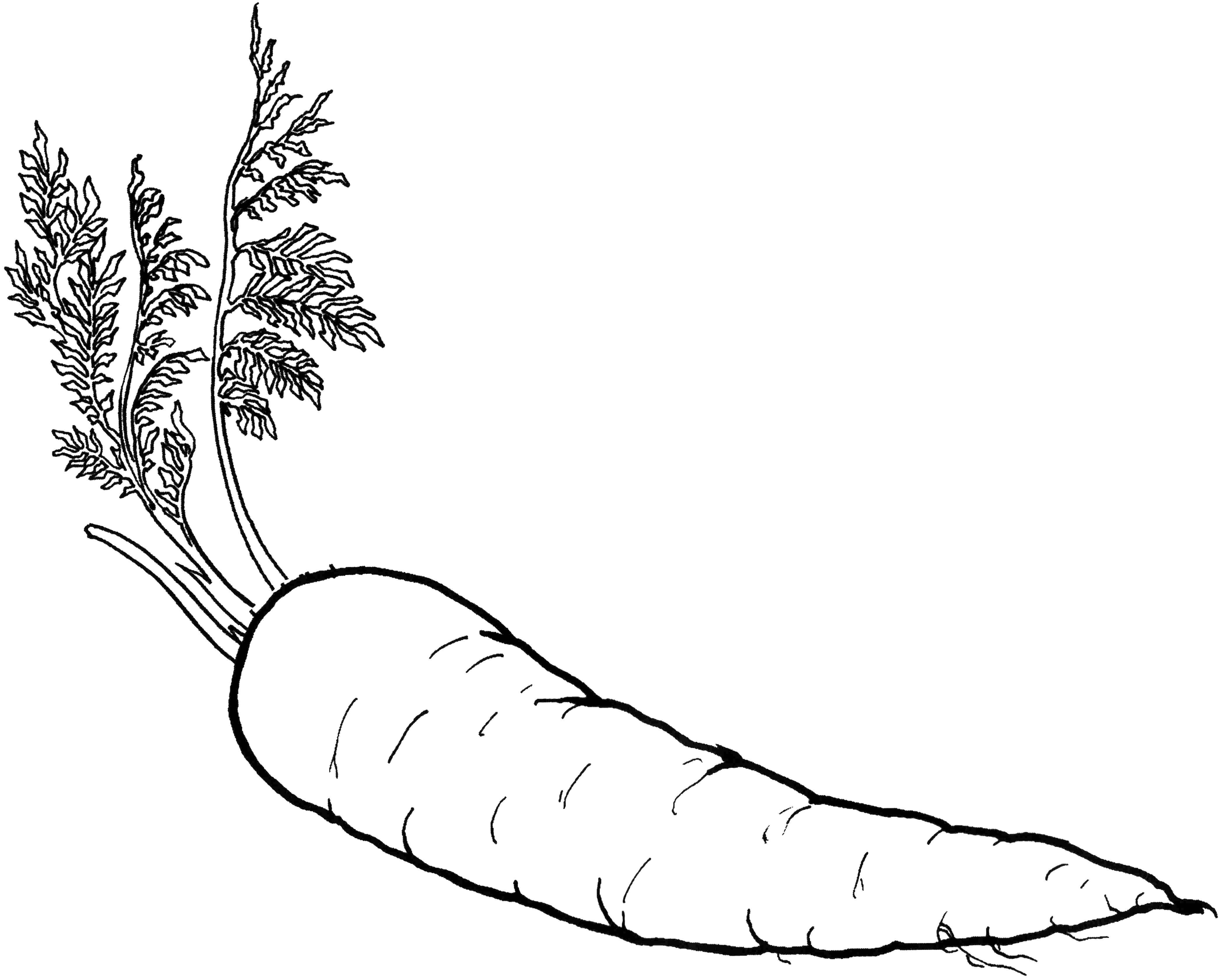 Coloring Carrot. Category Vegetables. Tags:  vegetables, food, carrots.