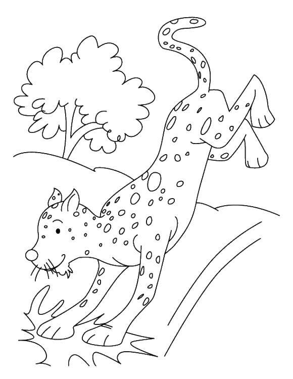Coloring Jump leopard. Category Animals. Tags:  Animals, leopard.