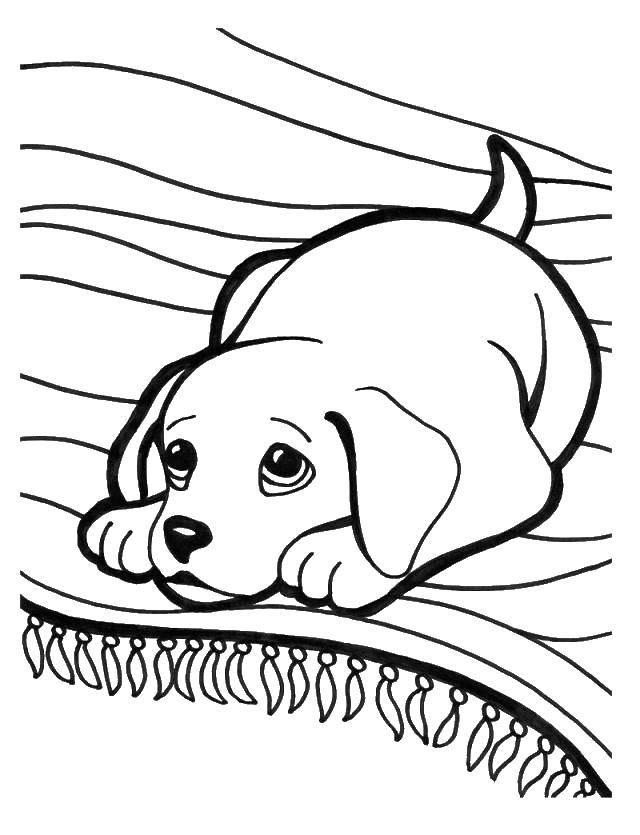 Название: Раскраска Пёсик на подушечке. Категория: Животные. Теги: Животные, собака.