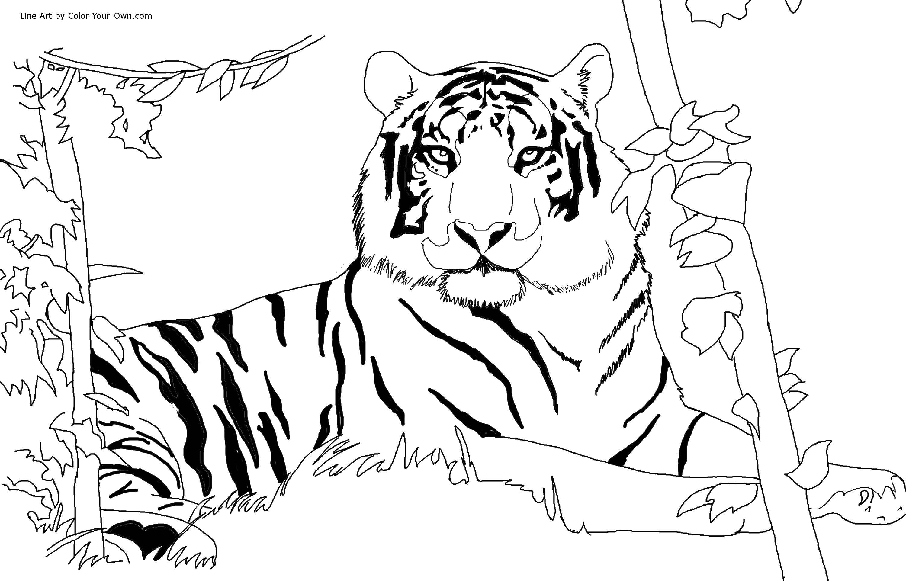 Название: Раскраска Тигр в траве. Категория: Животные. Теги: животные, тигр, трава.