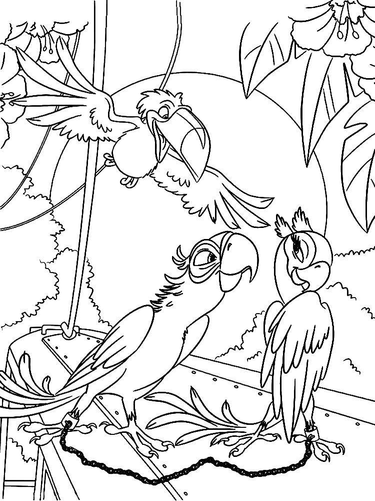 Название: Раскраска Тукан с попугаями. Категория: рио. Теги: Птицы, попугай, тукан.