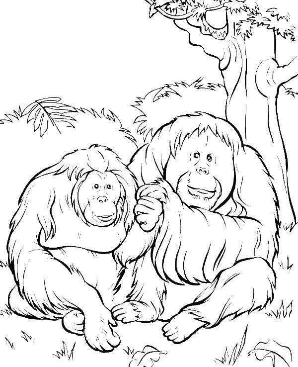 Coloring Orangutang. Category Wild animals. Tags:  Animals, monkey.