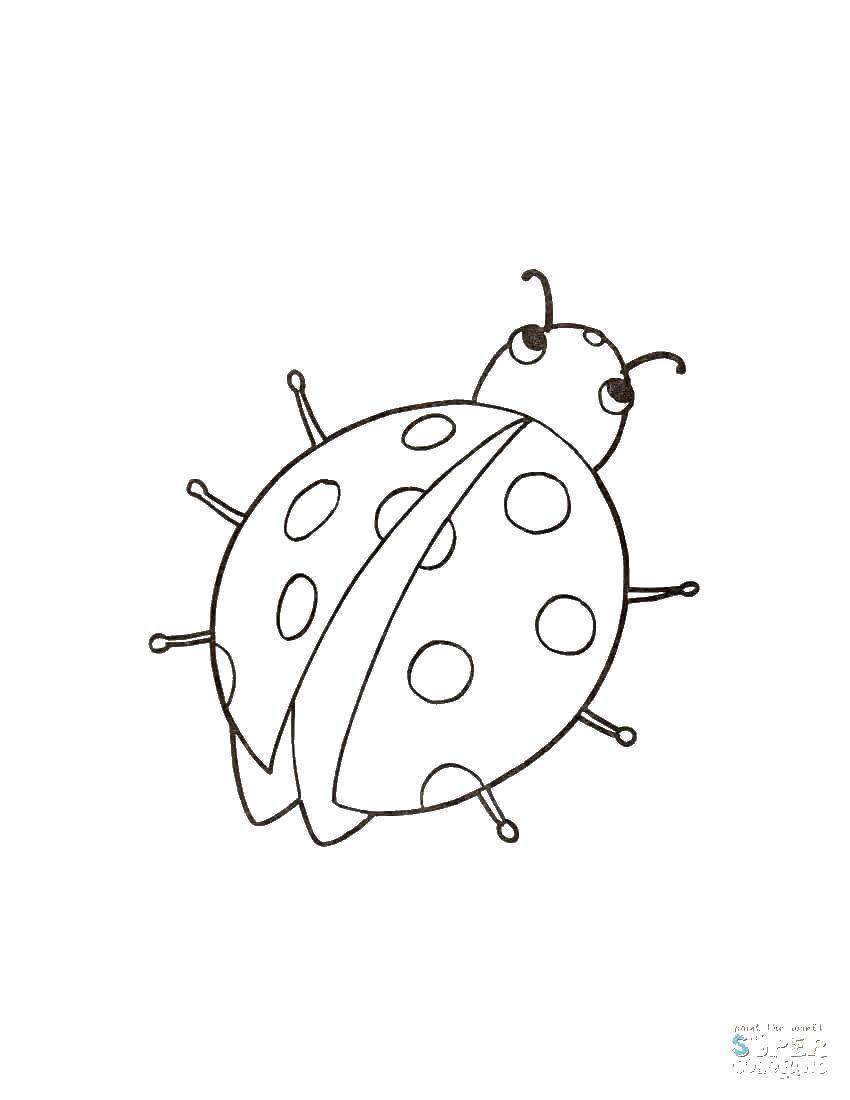 Coloring Ladybug-dotted. Category Ladybug. Tags:  Insects, ladybug.