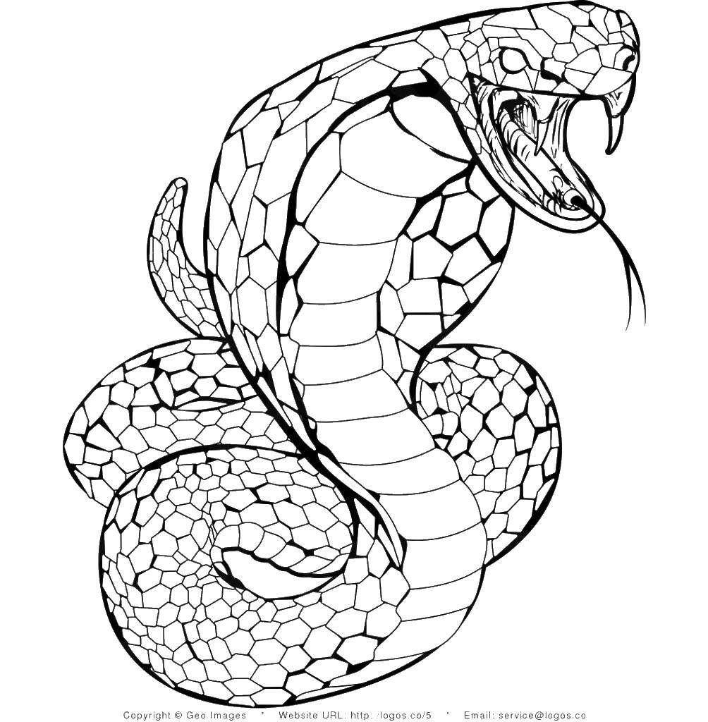 Название: Раскраска Чешуя страшной змеи. Категория: Змея. Теги: Рептилия, змея.