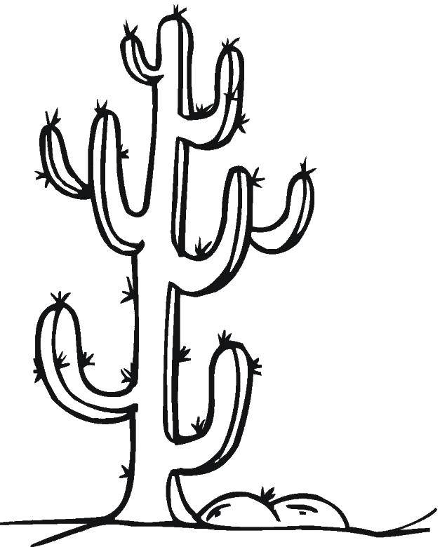 Название: Раскраска Кактус. Категория: Кактус. Теги: растения, пустыня, кактус.