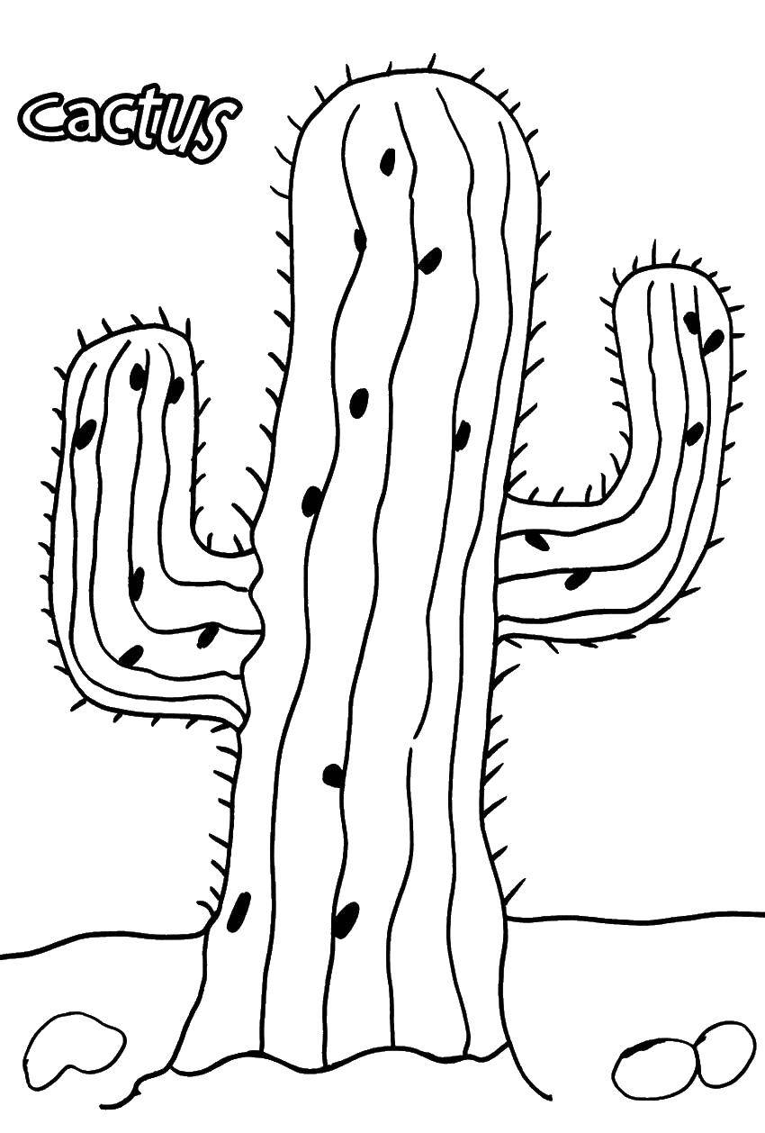 Название: Раскраска Кактус. Категория: Кактус. Теги: кактус, колючки, растения.