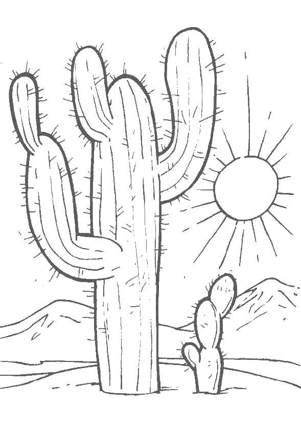 Название: Раскраска Кактусы и солнце. Категория: Кактус. Теги: кактусы, пустыня, солнце.