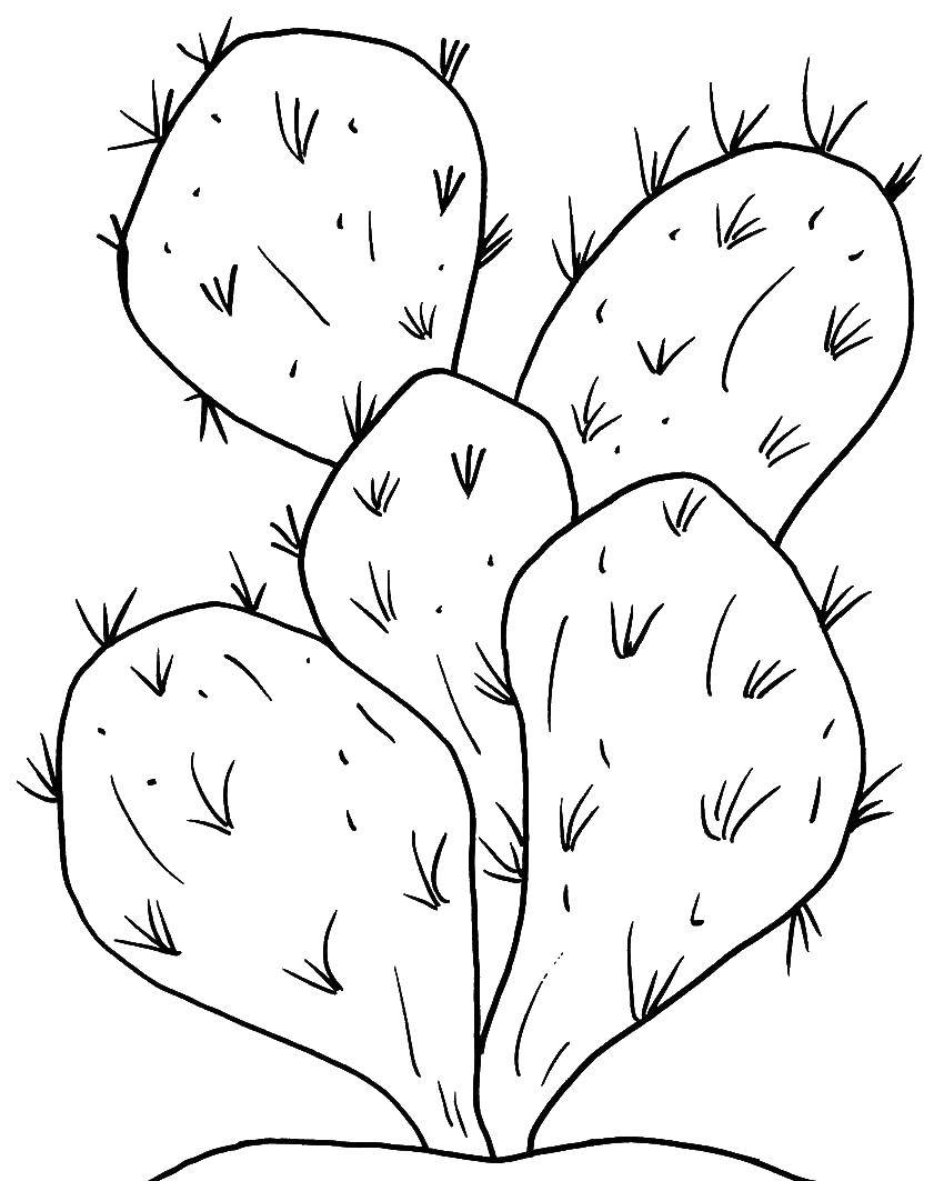 Название: Раскраска Колючий кактус. Категория: Кактус. Теги: растения, кактусы.