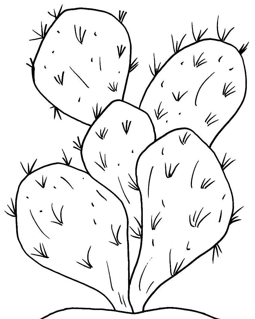 Coloring Prickly cactus. Category Cactus. Tags:  plants, cacti.