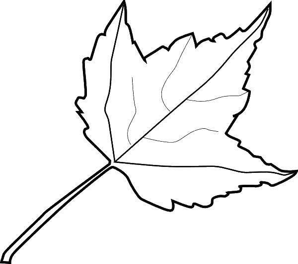 Название: Раскраска Листочек.. Категория: листья. Теги: растения, листья.