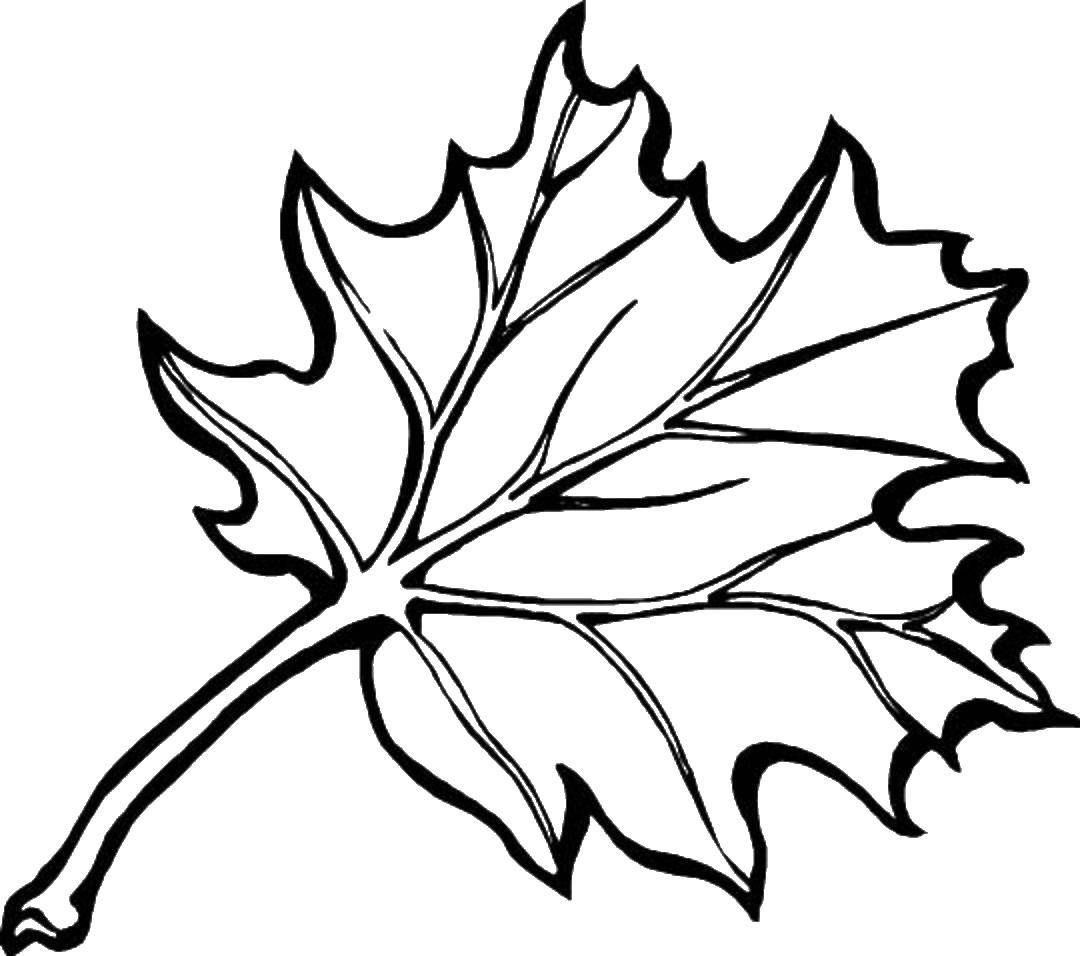 Название: Раскраска Листок клена. Категория: листья. Теги: листья, листва, листочек, клен.