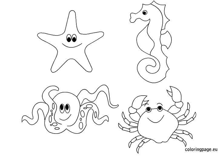 Название: Раскраска Морская звезда, морской конек, осьминог, краб. Категория: морские животные. Теги: морские животные, морская звезда, морской конек, осьминог, краб.