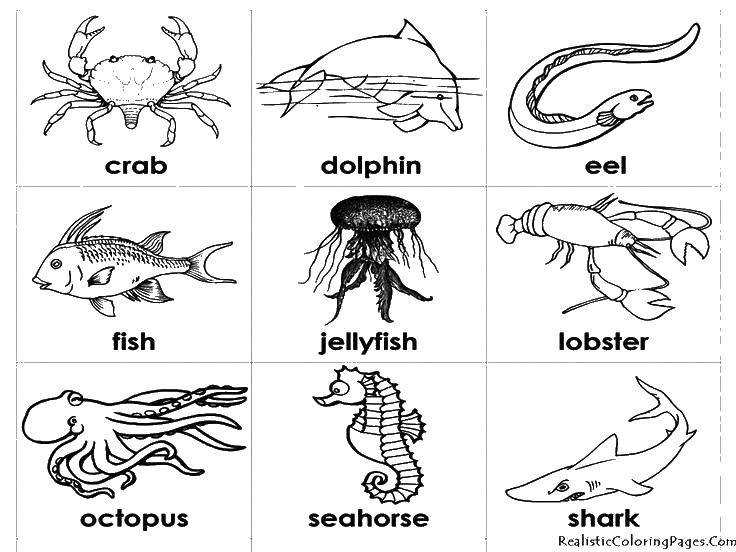 Название: Раскраска Названия некоторых морских животных. Категория: морские животные. Теги: морские животные, море, рыбы.