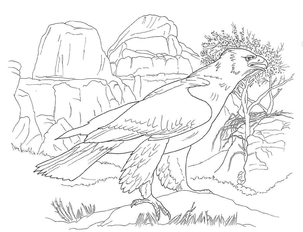 Coloring The eagle in the desert. Category Desert. Tags:  Birds, eagle, mountains.