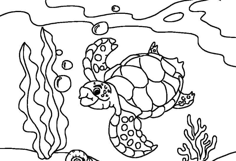 Название: Раскраска Плавающая черепашка. Категория: морская черепаха. Теги: море, океан, морские черепахи.
