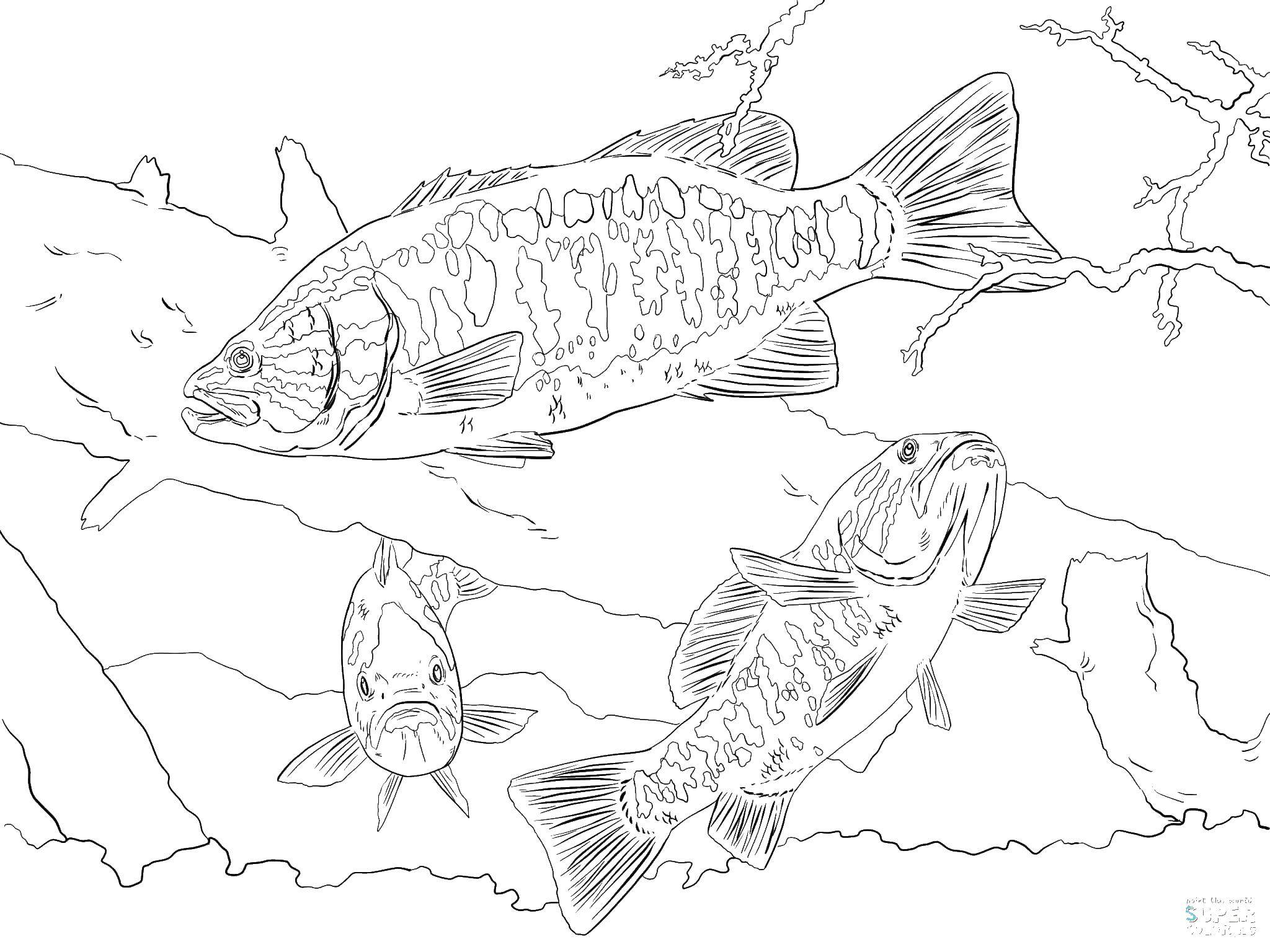 Название: Раскраска Плавающие рыбы. Категория: рыбы. Теги: морские обитатели, рыбы, вода.