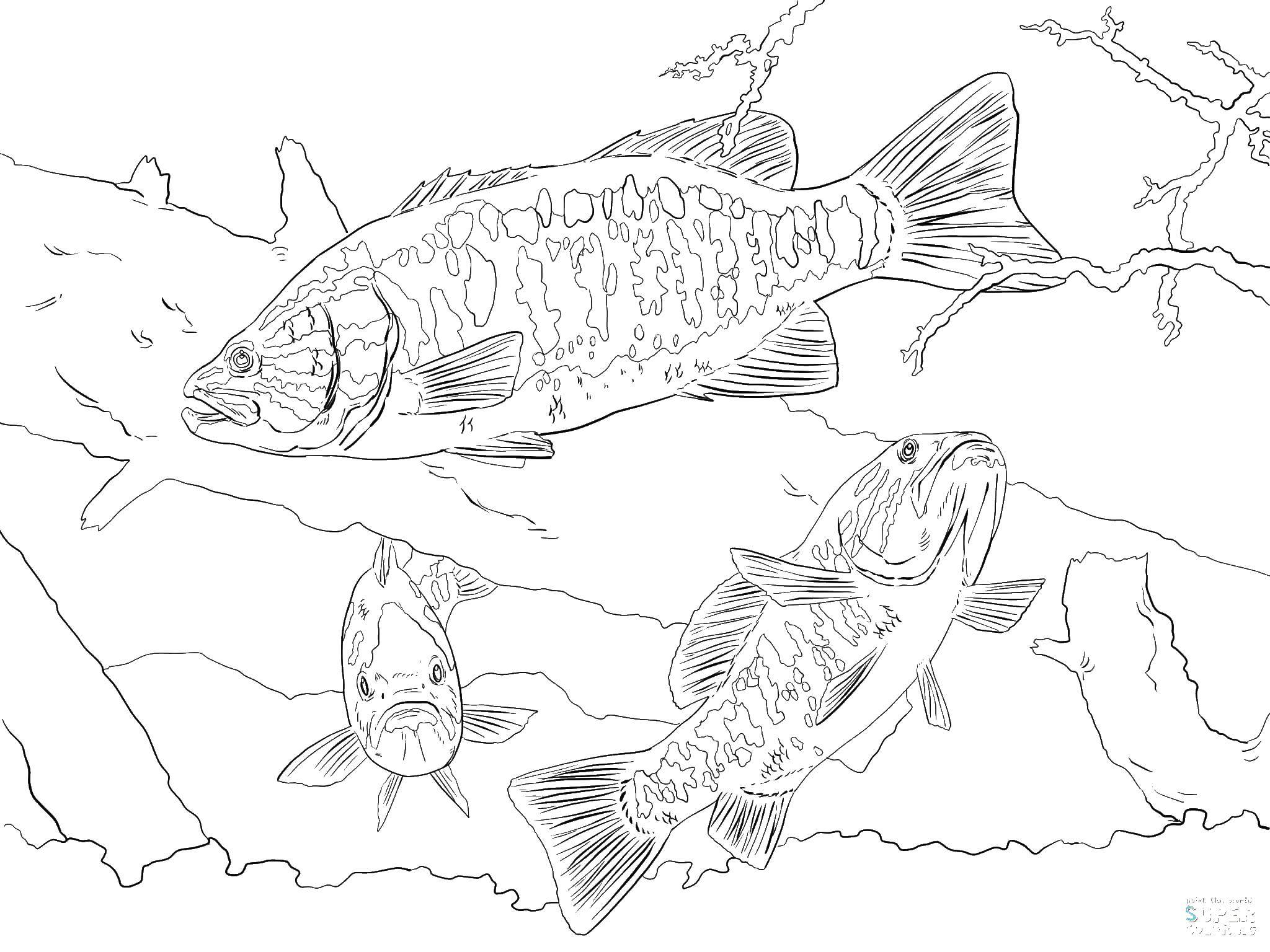 Backpage Fishkill