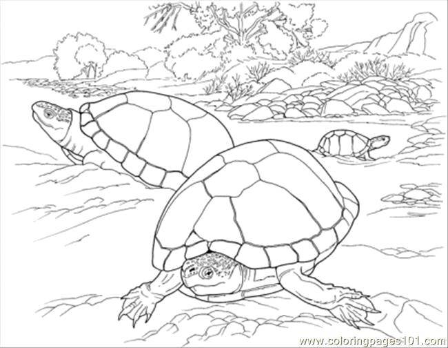 Coloring Desert tortoises. Category Desert. Tags:  Reptile, turtle.