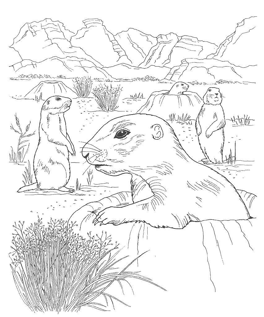 Coloring Desert ground squirrels. Category Desert. Tags:  Animals, squirrel.