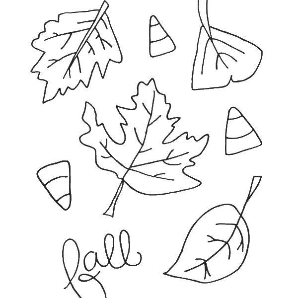 Название: Раскраска Разные листики.. Категория: листья. Теги: листва, листики, листья.