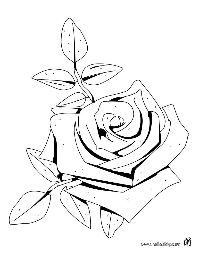 Название: Раскраска Роза, цветок. Категория: цветы. Теги: Цветы, розы.
