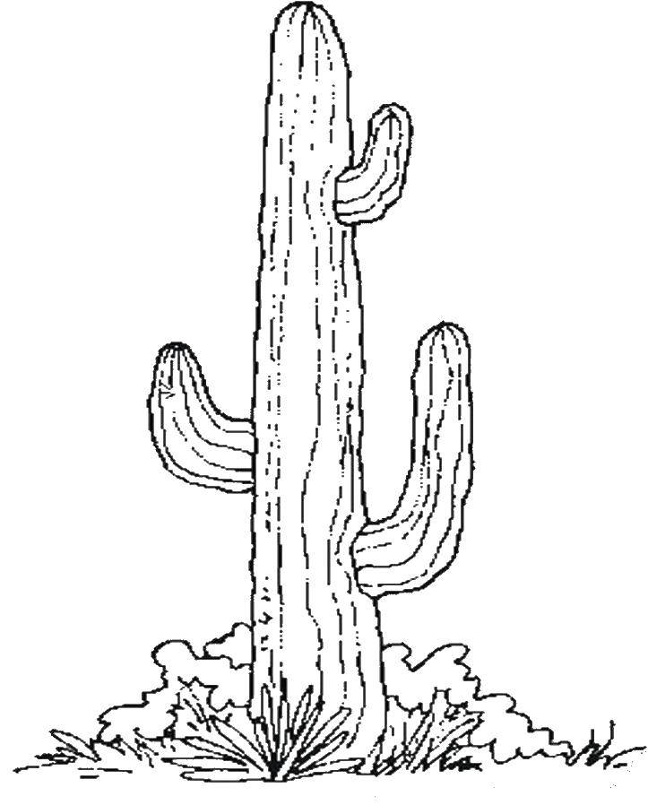 Название: Раскраска Высокий кактус. Категория: Кактус. Теги: кактусы, пустыня.