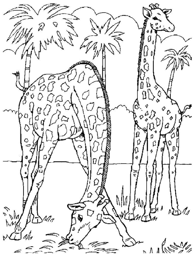 Название: Раскраска Жирафы едят. Категория: Дикие животные. Теги: животные, жирафы.