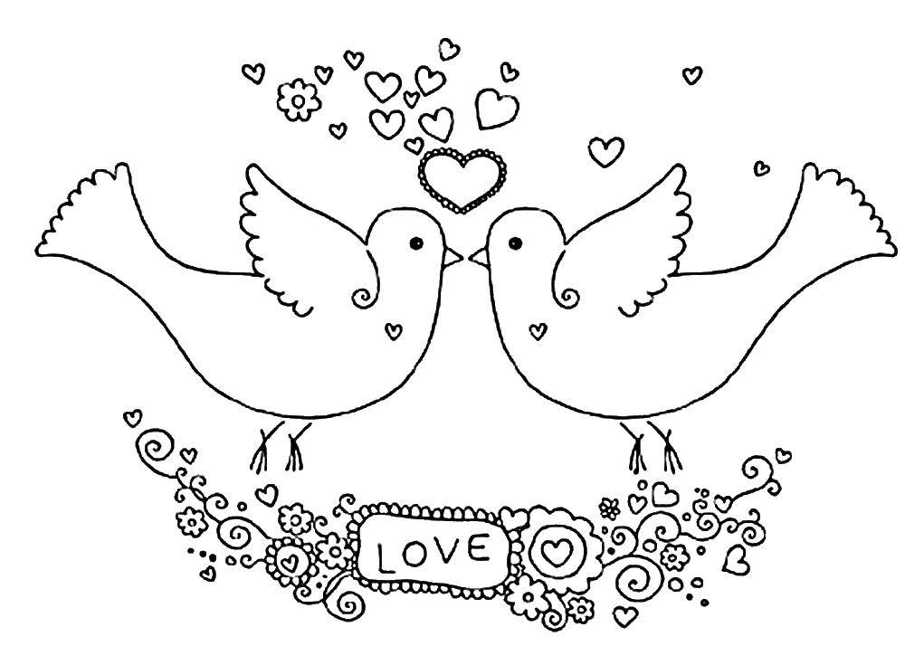 Розмальовки  Любов голубков. Завантажити розмальовку пташки, голуби, любов.  Роздрукувати ,голуб миру,