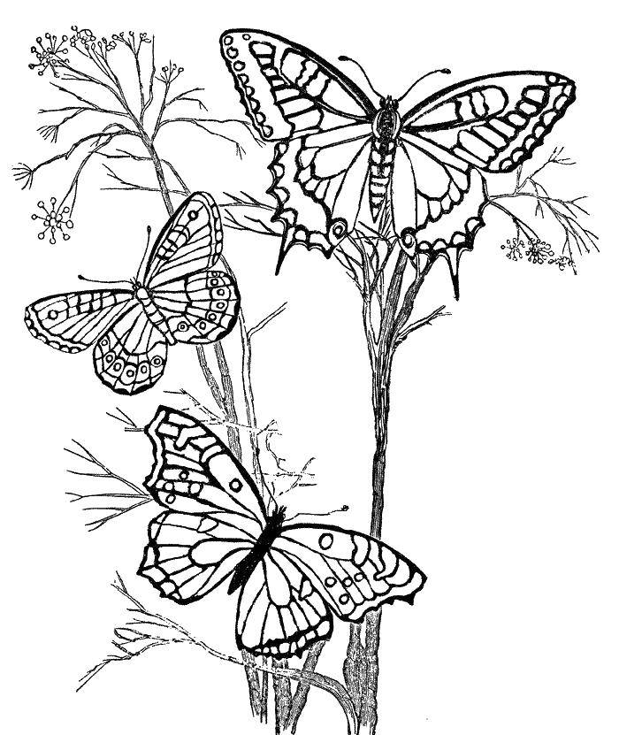 Название: Раскраска Бабочки на ветках деревьев. Категория: бабочки. Теги: Бабочка.