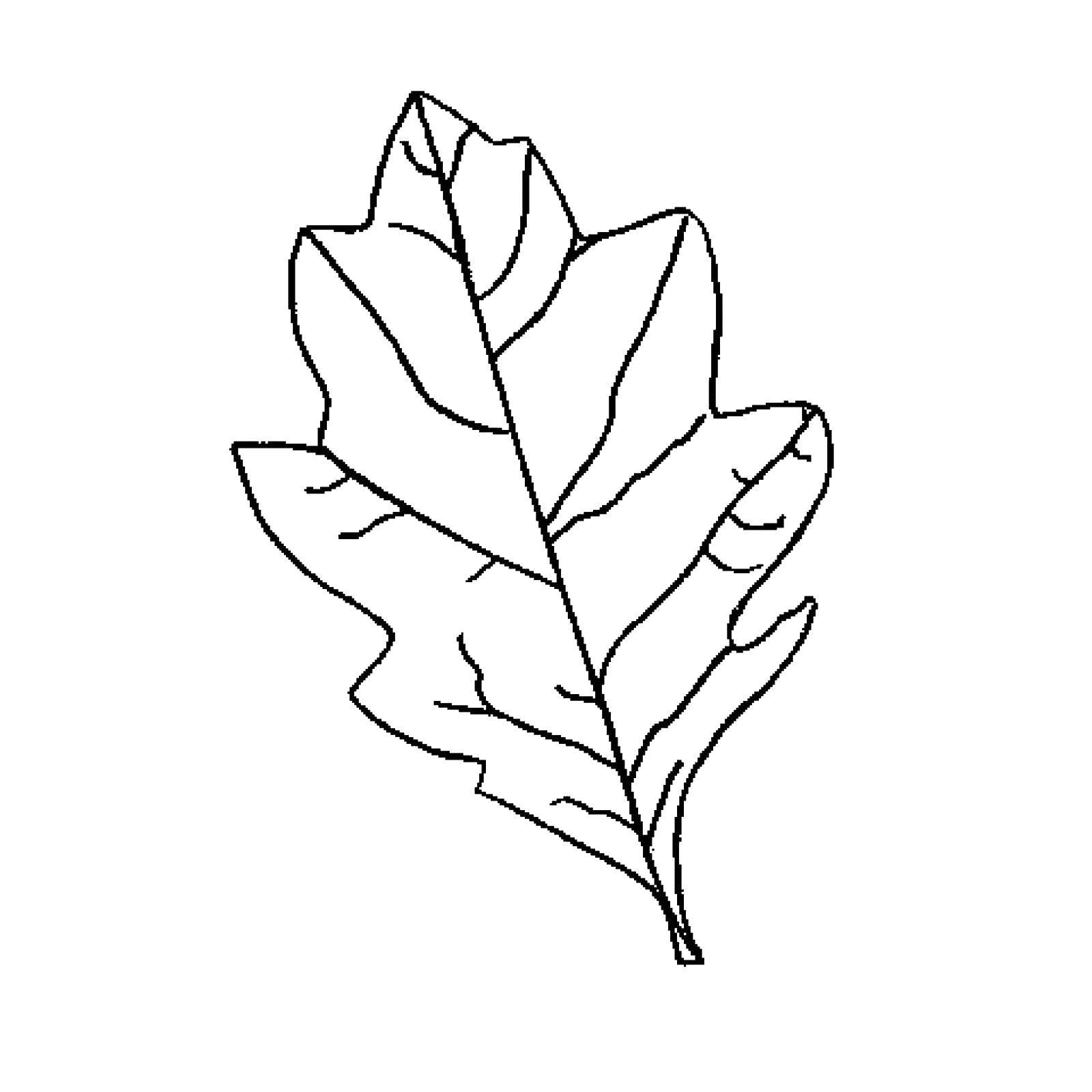 Название: Раскраска Дубовый листочек с прожилками. Категория: листья. Теги: Листья, дерево.