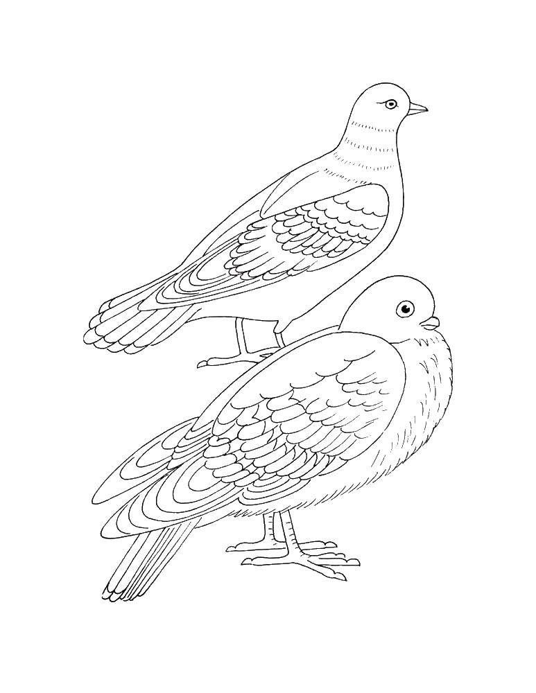 Coloring Two doves. Category birds. Tags:  birds; pigeons.
