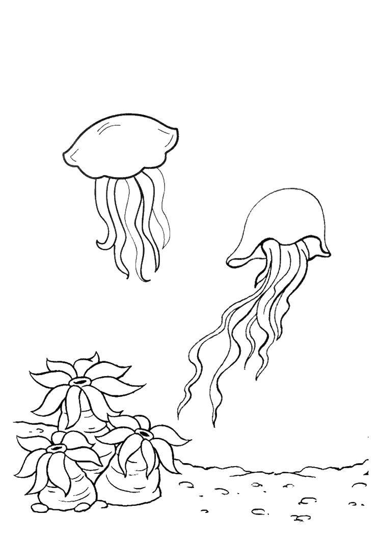 Название: Раскраска Две медузы. Категория: морские животные. Теги: морские животные, море, медузы.