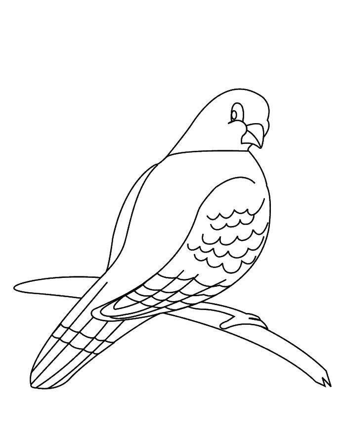Coloring Dove on a branch. Category birds. Tags:  birds, pigeons, bird.