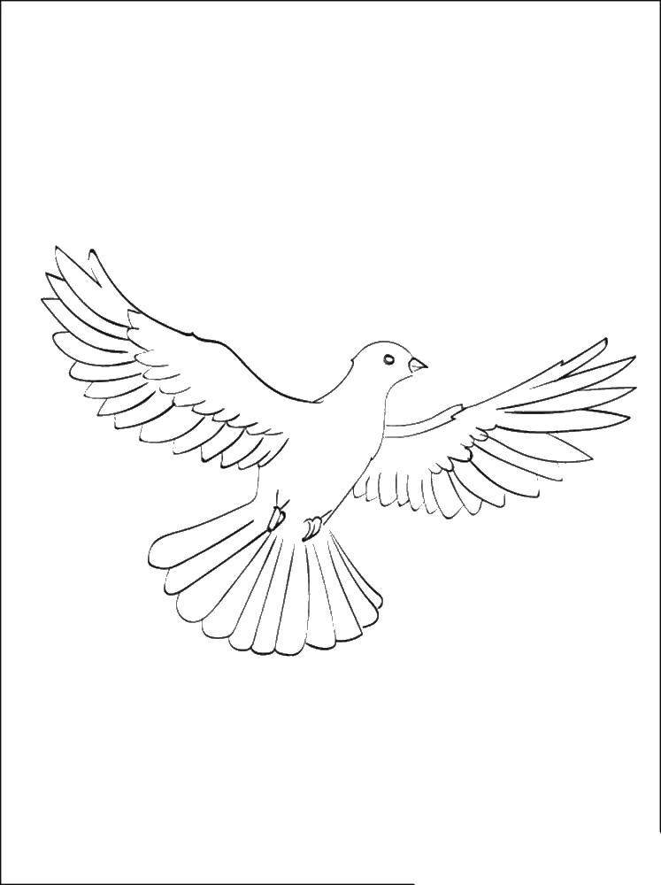 Coloring The dove with spread wings. Category birds. Tags:  birds, pigeons, wings.