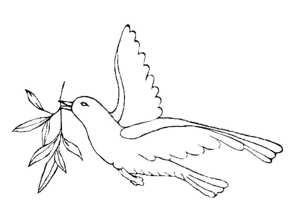 Coloring Dove with a twig. Category birds. Tags:  birds, branch.