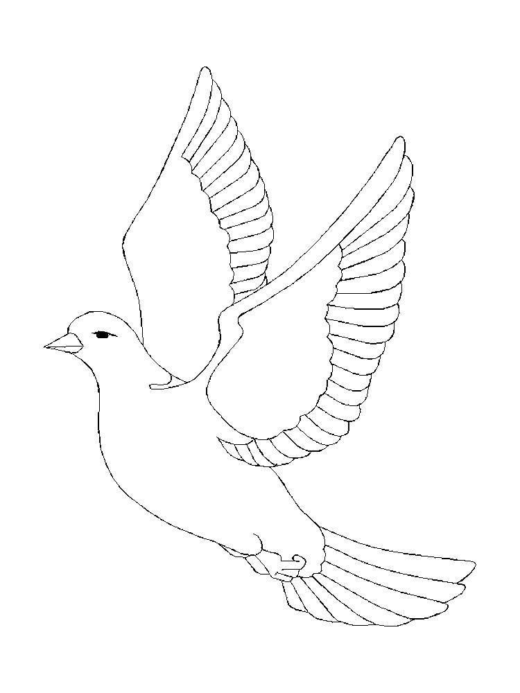 Coloring Dove in the sky. Category the dove of peace . Tags:  pigeon, bird.
