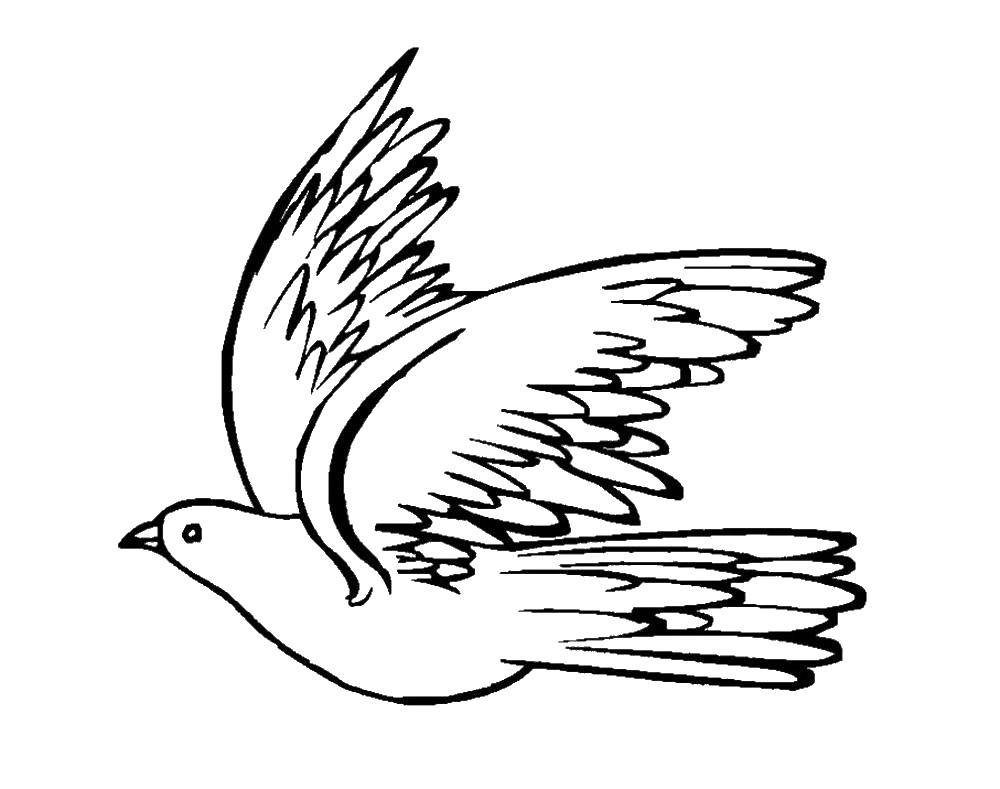 Coloring Dove in the sky. Category birds. Tags:  birds, pigeons, wings, sky.
