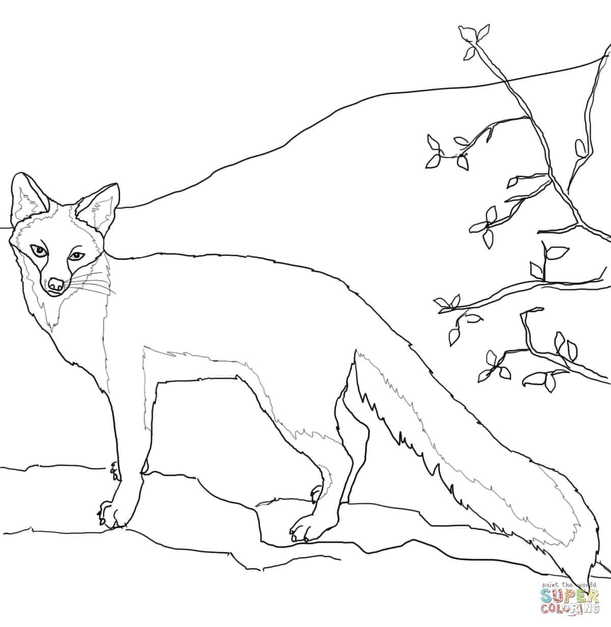Название: Раскраска Горная лисица. Категория: Лисица. Теги: Животные, лиса.